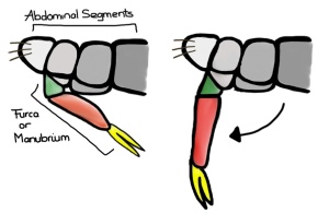 The springing mechanism of a generalized springtail; partially retracted (left) and extended (right).