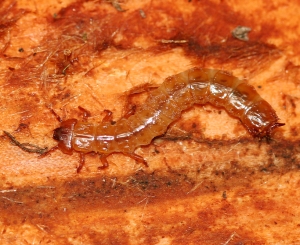 Cucujus clavipes larva by Lynette via Flickr.com